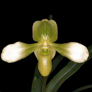 Paphiopedilum esquirolei alba
