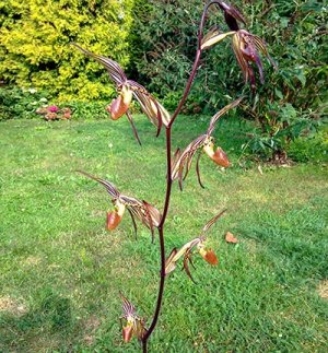 Paphiopedilum intaniae