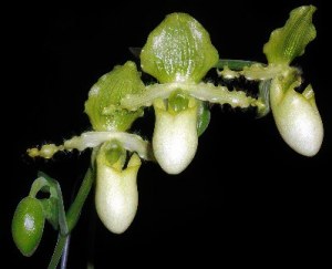 Paphiopedilum primulinum
