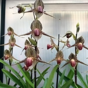 Paphiopedilum rothschildianum (Nachzucht vom Champion)