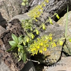 Platyrhiza quadricolor