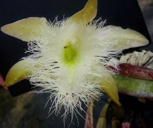 Rhyncholaelia digbyana