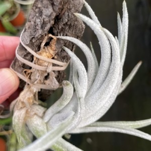 Tillandsia mitlaensis