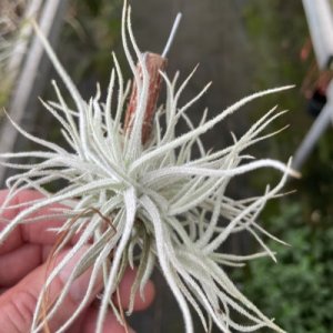 Tillandsia reichenbachii
