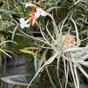 Tillandsia toropiensis