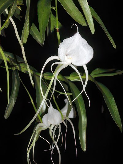 Angraecum germinyanum