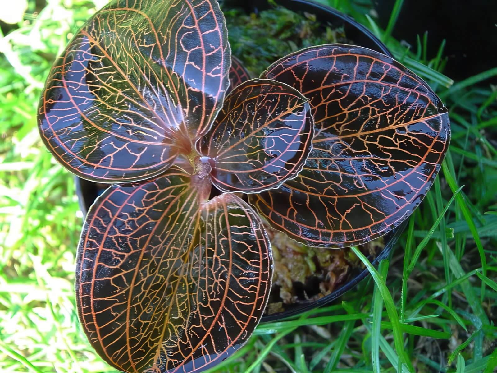 Anoectochilus tridentatus