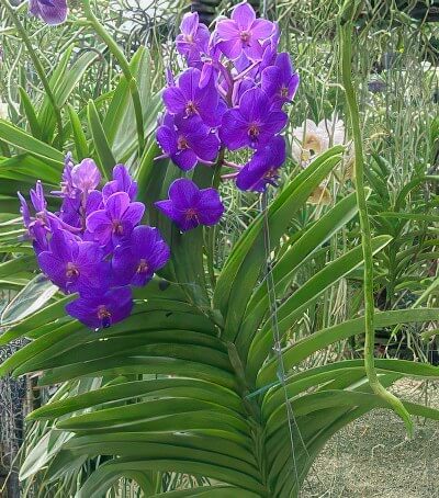 Ascocenda John DeBiase