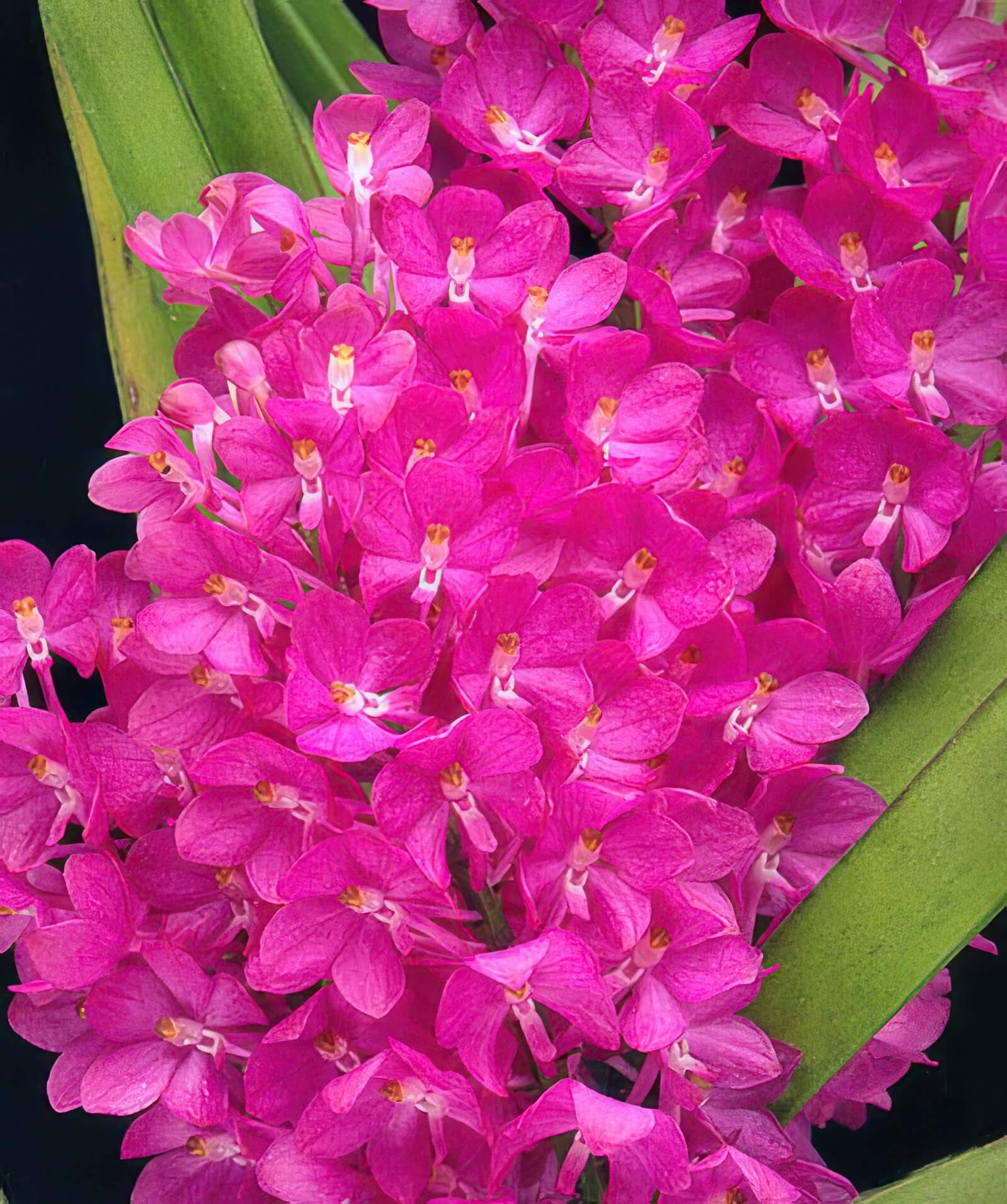 Ascocentrum ampullaceum