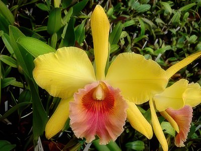 Blc. Waikiki Gold x Blc. Good Life No 1