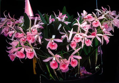 Bc. Maikai 'Mayumi' AM/JOC