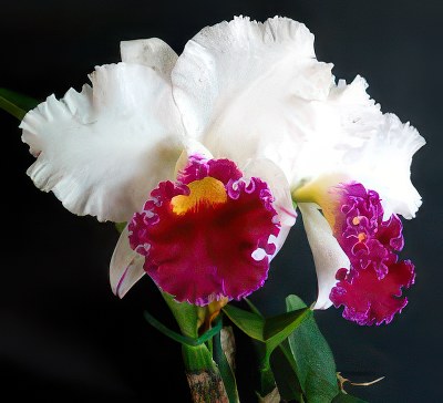 Blc. Chyong Guu Swan 'ORCHIS'
