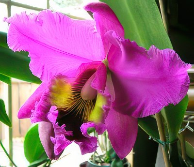 Blc. King of Taiwan 'Chang-Ru'