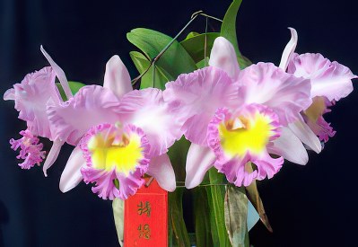 Rlc. Mahina Yahiro 'Ulii'