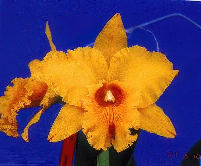 Blc. Shinfong Queen 'Carnival -2'