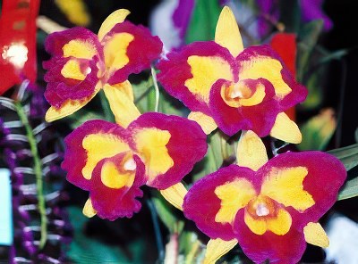 Blc. Taiwan Queen 'ORCHIS'