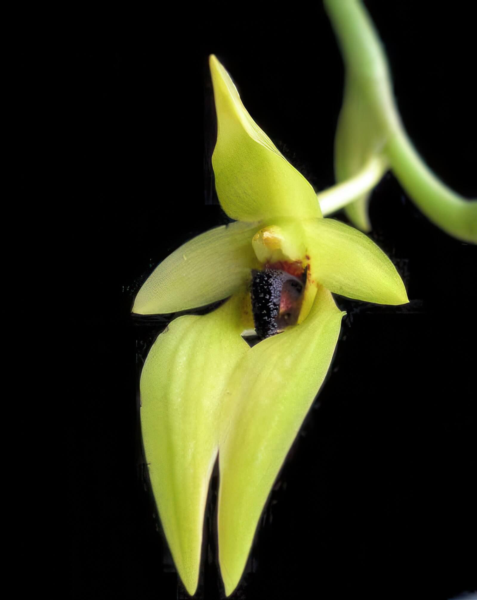 Bulbophyllum carunculatum