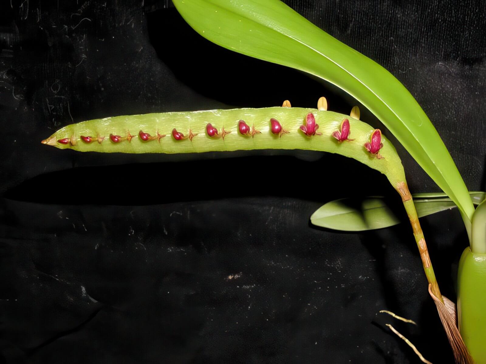 Bulbophyllum falcatum