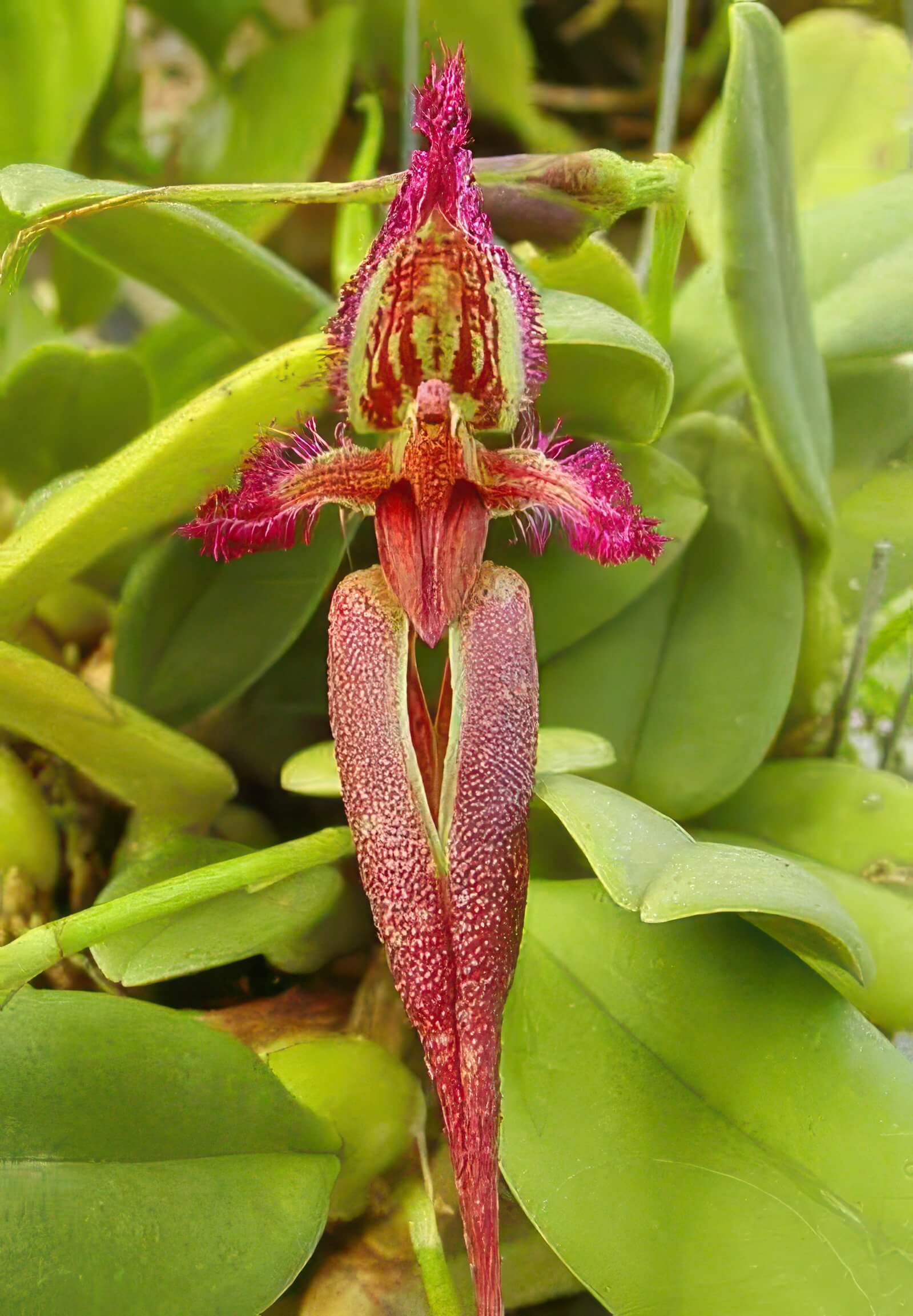 Bulbophyllum fascinator