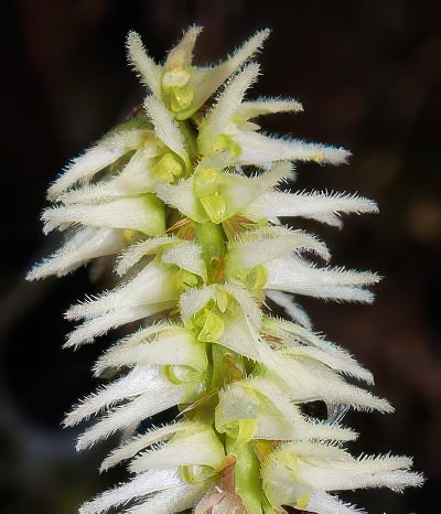 Bulbophyllum pallidum