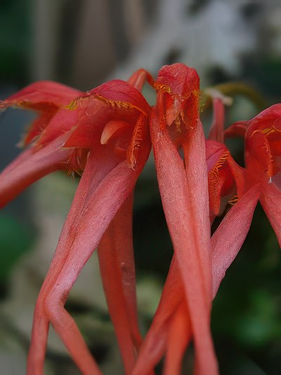 Bulbophyllum tingabarinum rot