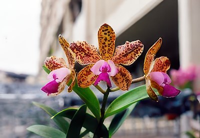 Cattleya Green Emerald 'Orchid Queen'