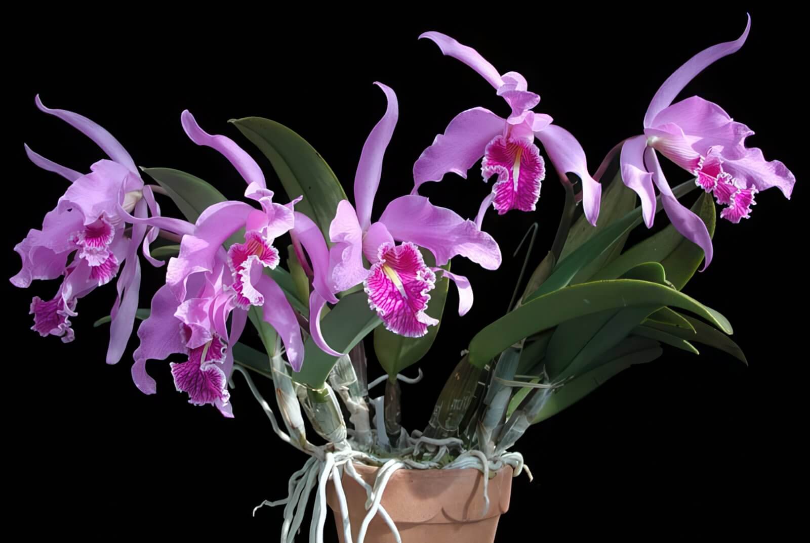 Cattleya maxima