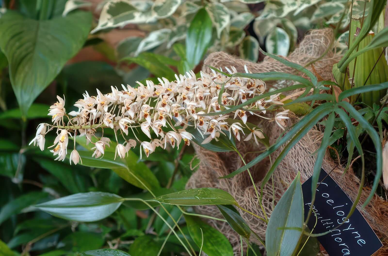 Coelogyne multiflora