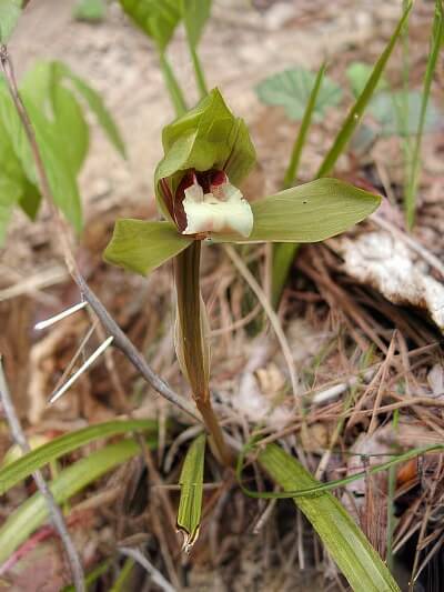 Cymbidium goeringii