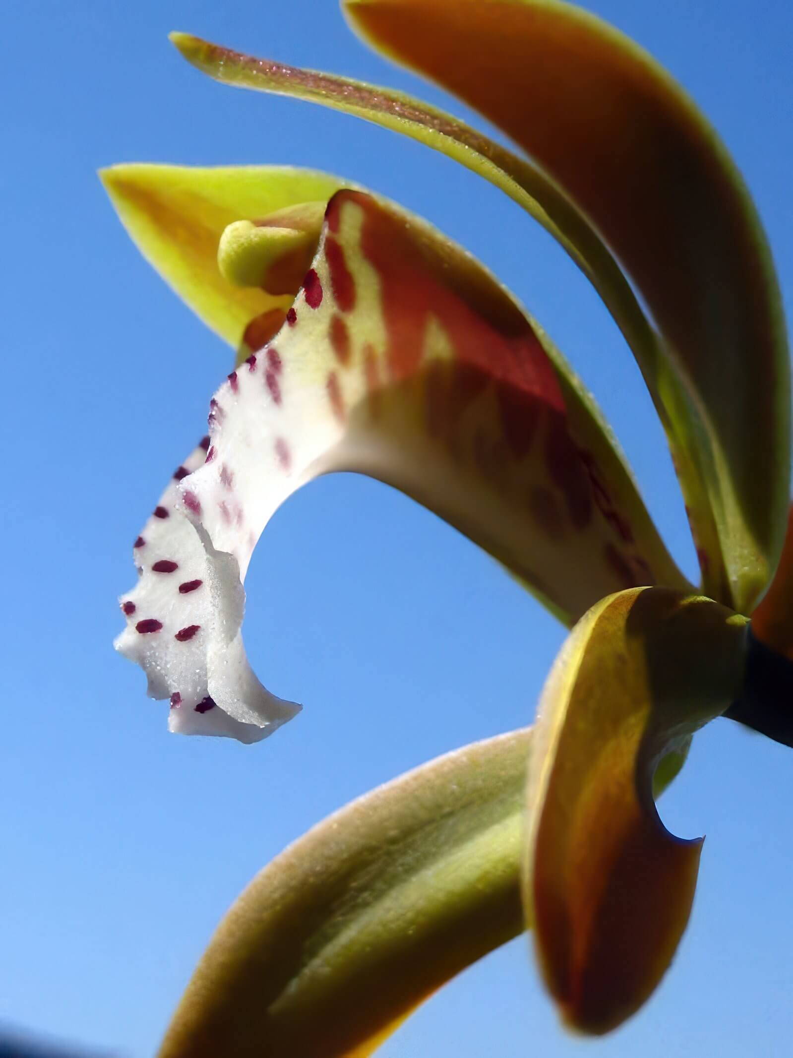 Cymbidium tigrinum