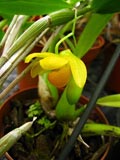 Dendrobium chrysocrepis