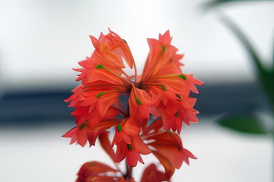 Dendrobium faciferum