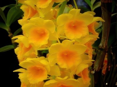 Dendrobium griffitianum