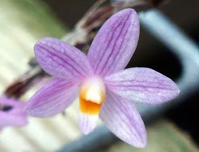 Dendrobium hasseltii