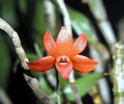 Dendrobium jacobsonii