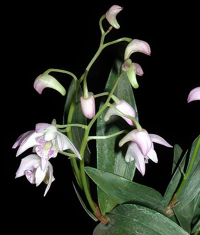 Dendrobium kingianum