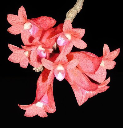 Dendrobium lawesii