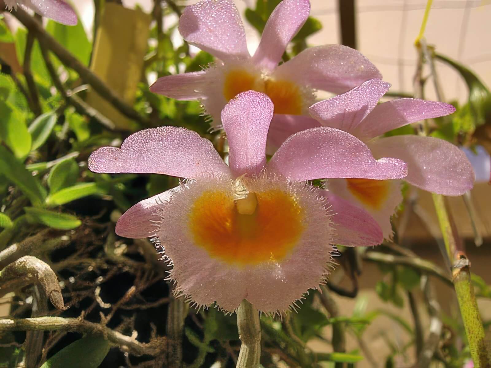 Dendrobium loddigesii