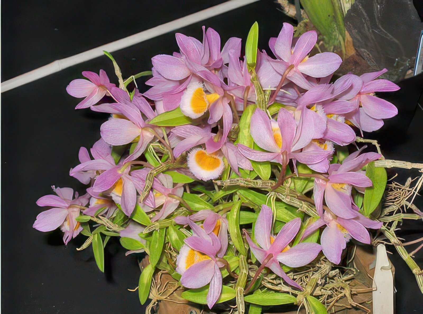 Dendrobium loddigesii
