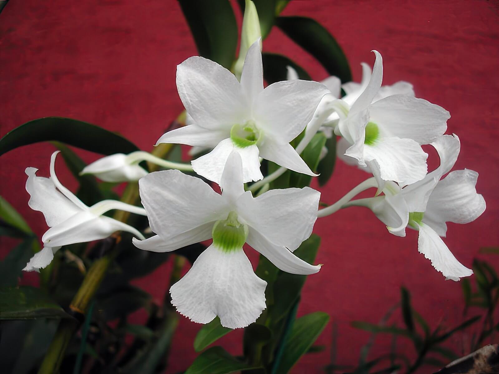 Dendrobium sanderae var. luzonicum