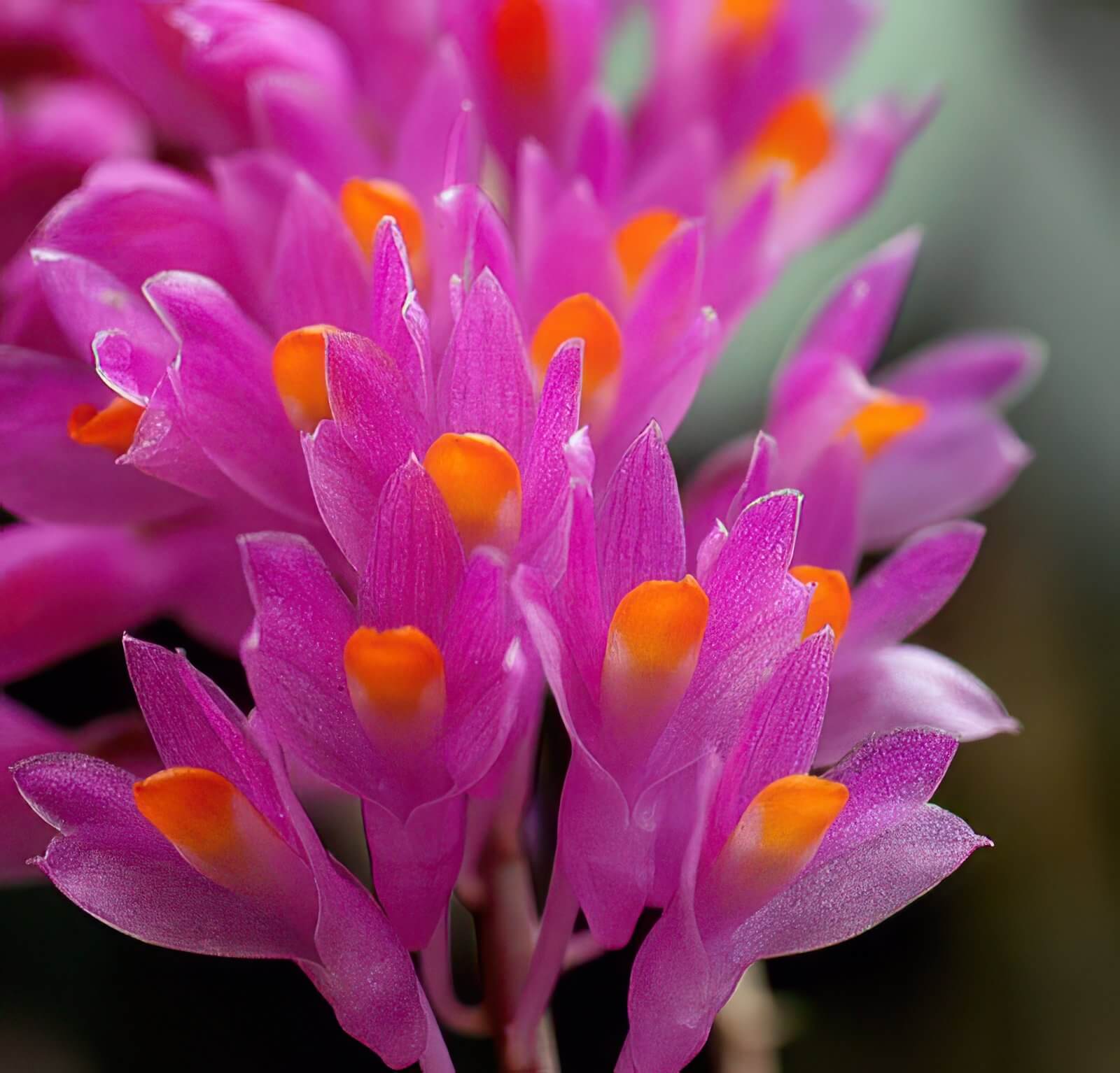 Dendrobium secundum