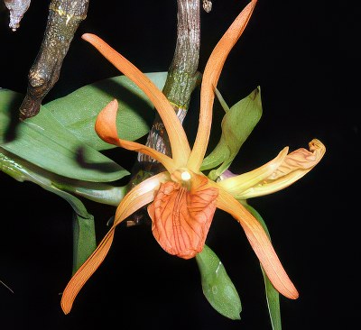 Dendrobium seidenfadenii