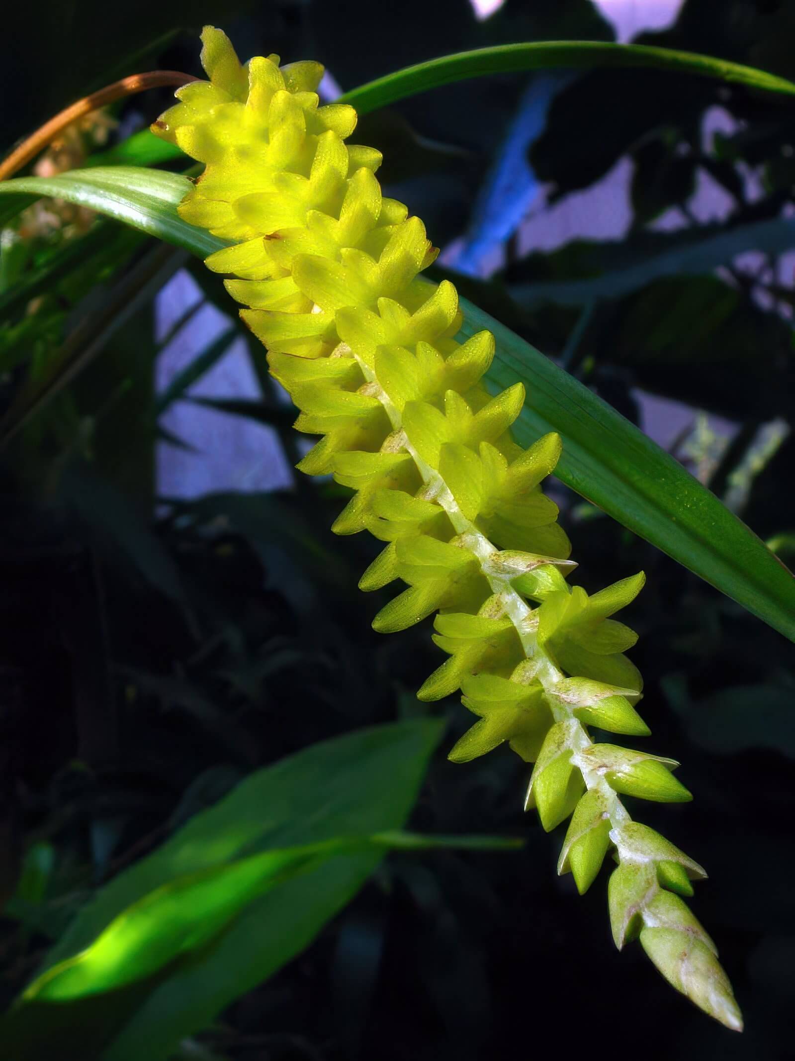 Dendrochilum javieriense