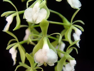 Epidendrum floribundum