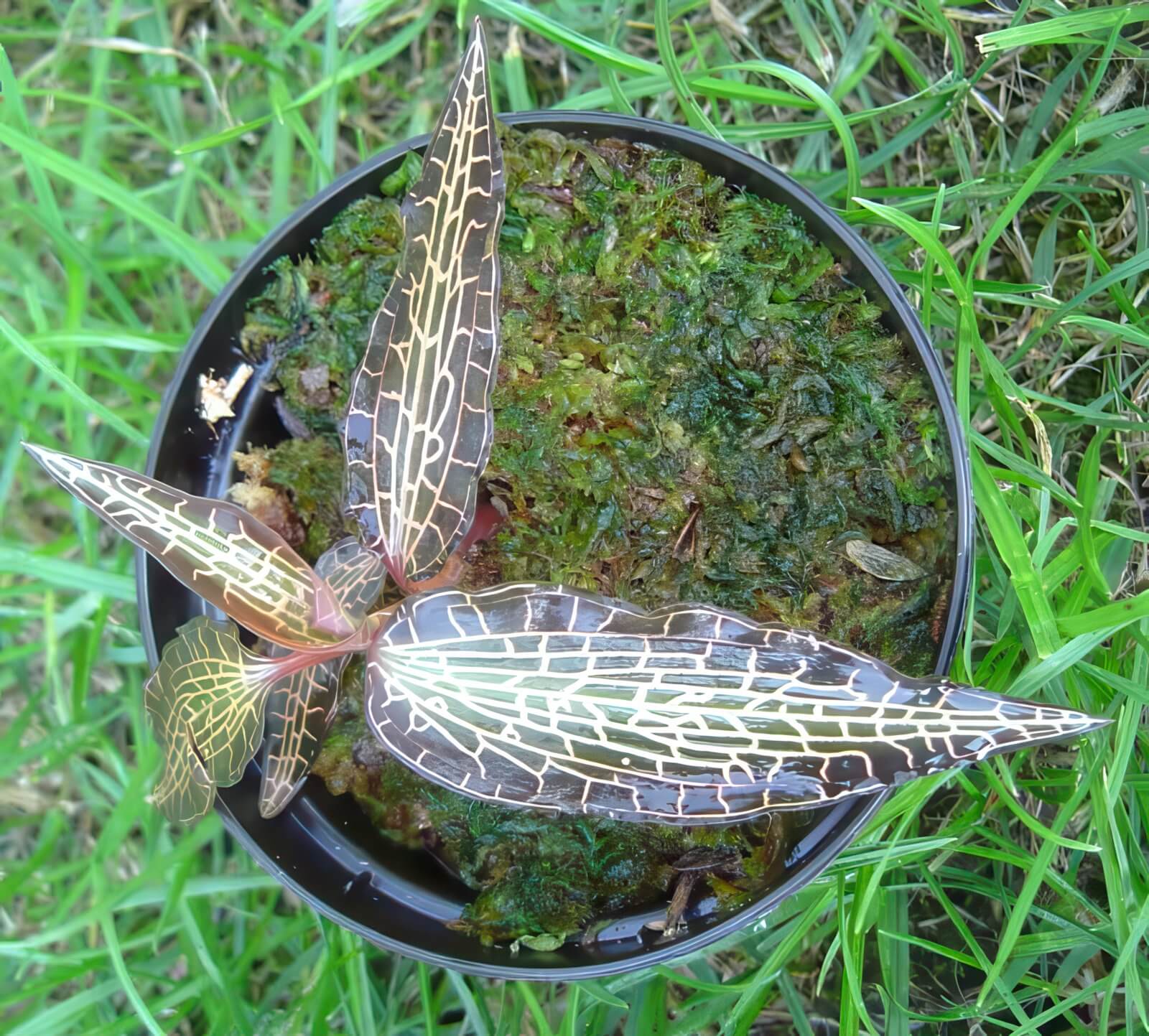 Goodyera pusilla
