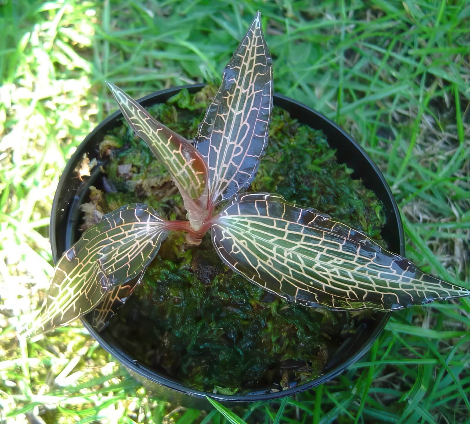 Goodyera pusilla