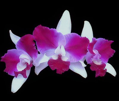 Lc. Purple Cascade 'Beauty of Perfume'