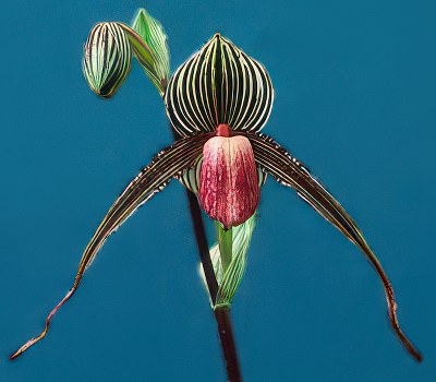 Paphiopedilum Susan Booth
