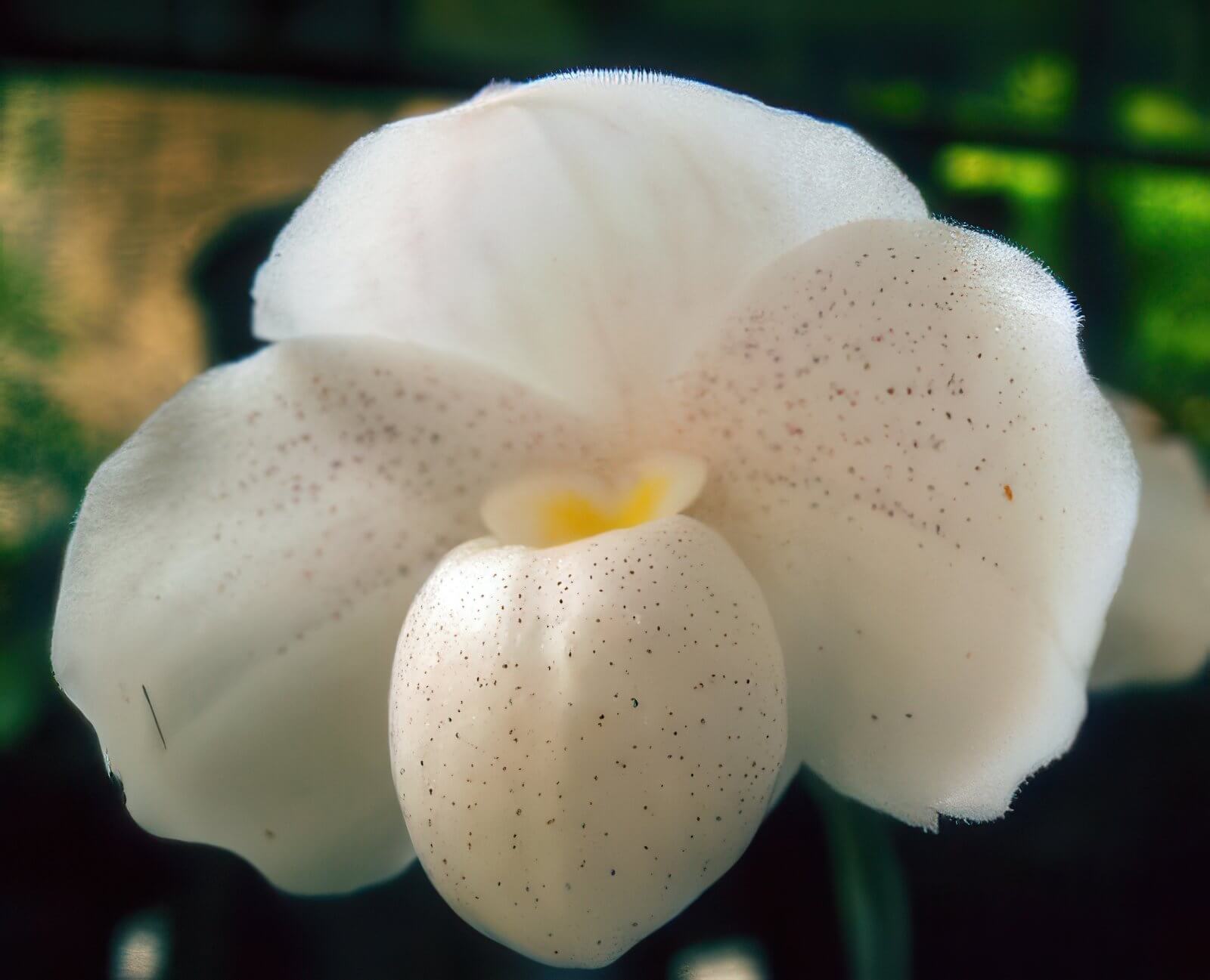 Paphiopedilum niveum