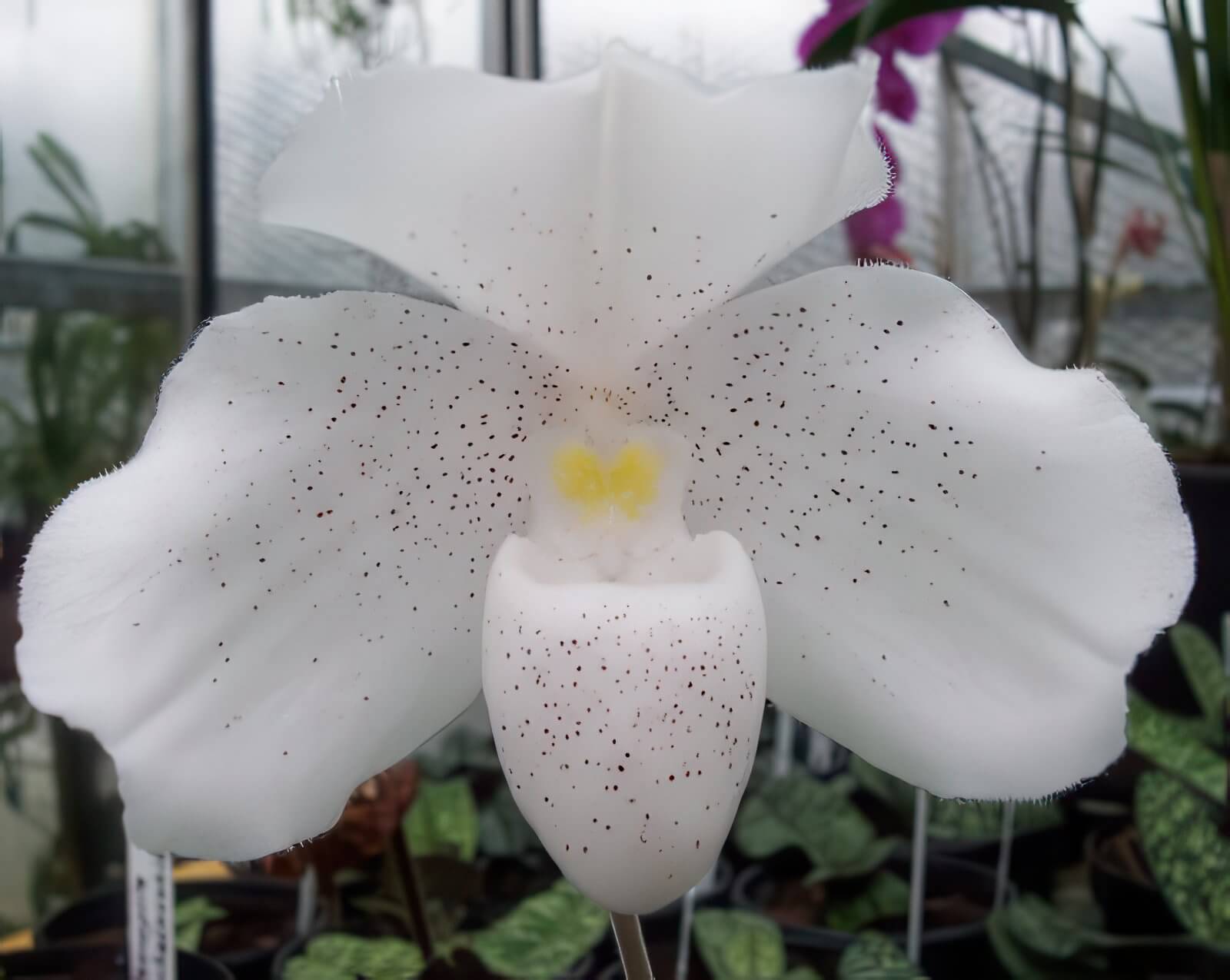 Paphiopedilum niveum